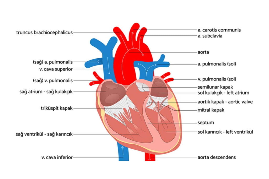 kalbin anatomik yapısı nasıldır, kalp nasıl çalışmaktadır?