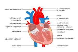 kalbin anatomik yapısı nasıldır, kalp nasıl çalışmaktadır?